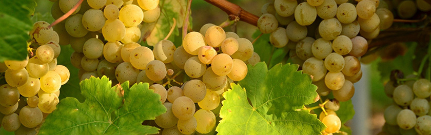 vinograd-gusev
